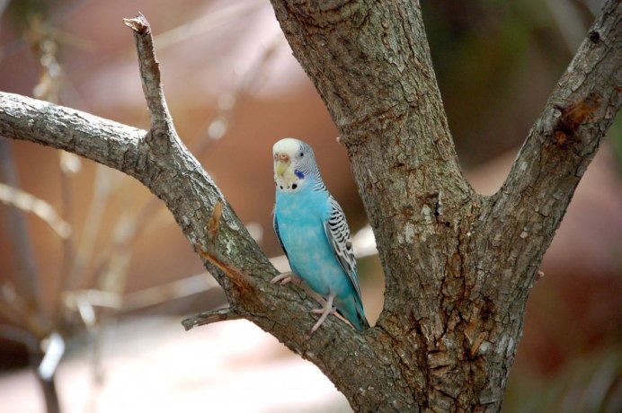 Волнистый попугай голубенький