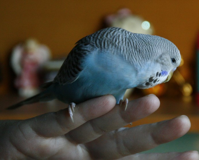 Попугай волнистый голубой