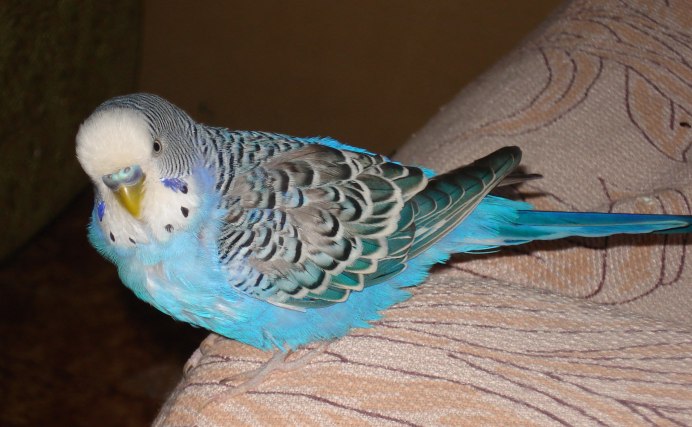 Попугай волнистый голубой птенец