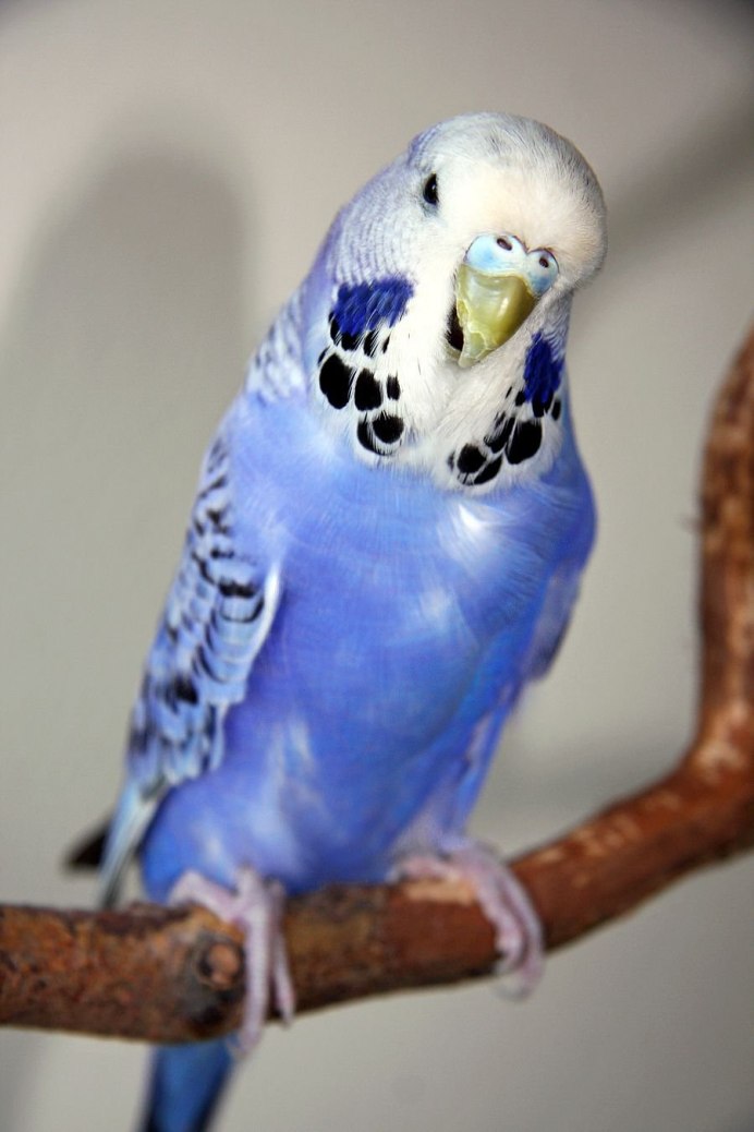 Белокрылый волнистый попугай