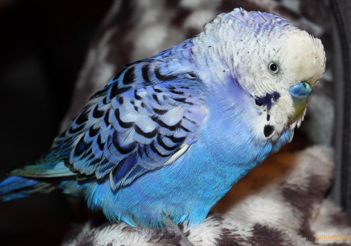 Пинто волнистый попугай