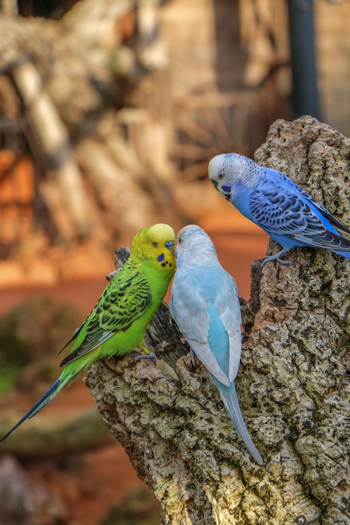 Волнистый попугайчик белый