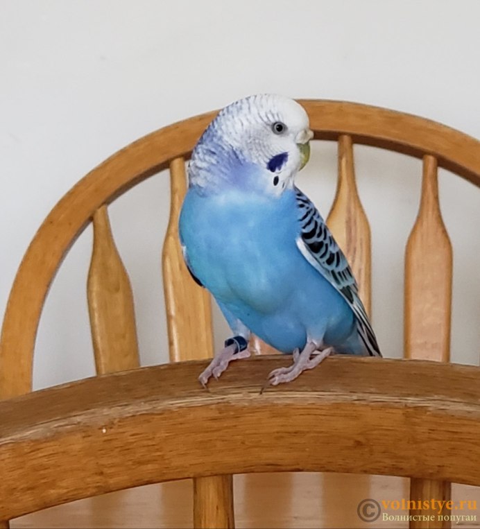 Голубой волнистых попугайчиков в клетке