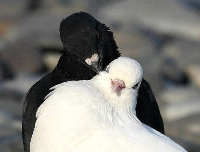 Flying Pigeon летающий голубь