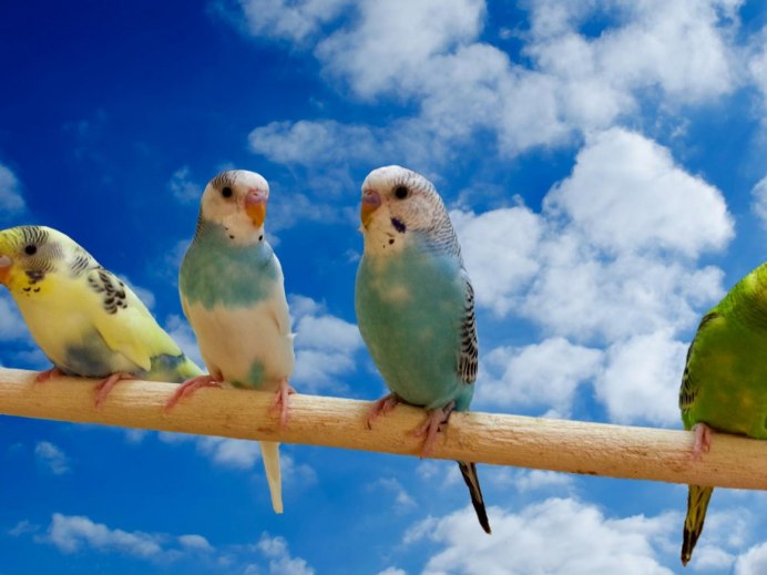 Волнистый попугайчик красный