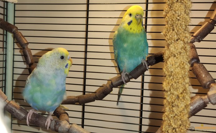 Фиолетовый волнистый попугай