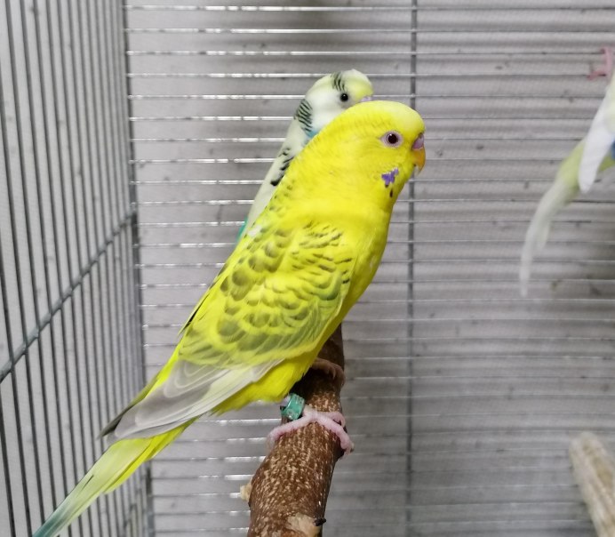 Радужный окрас волнистых попугаев