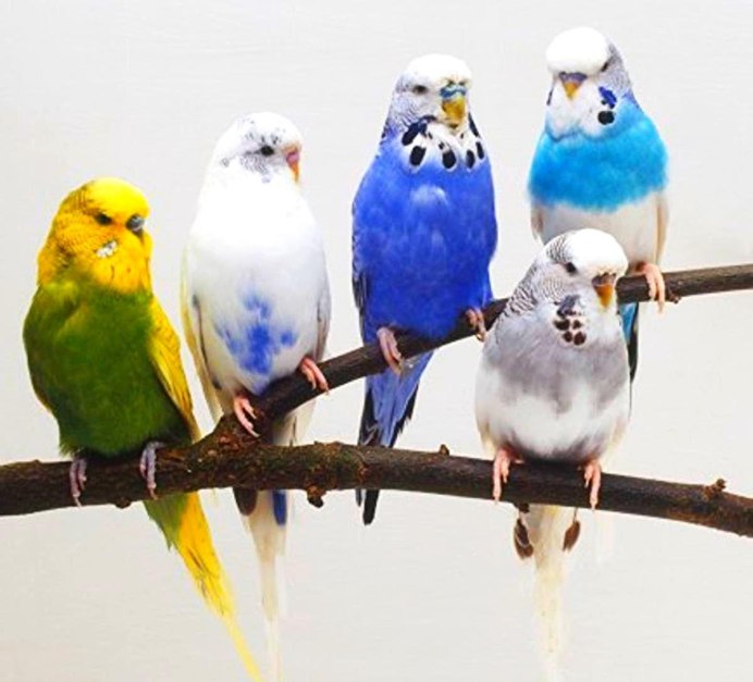 Волнистые попугайчики цвета