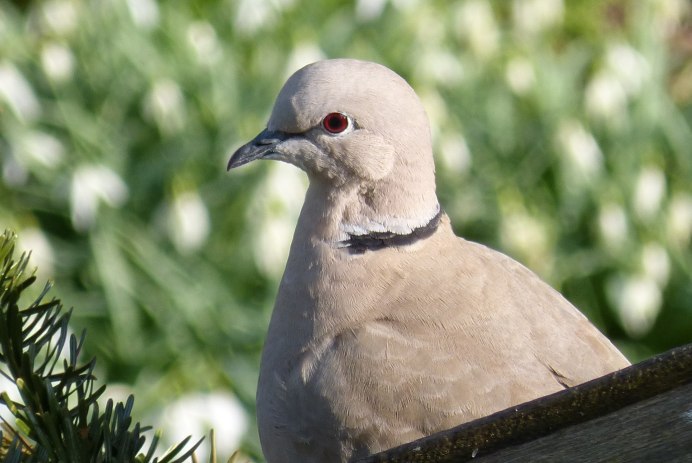 Dove голубь
