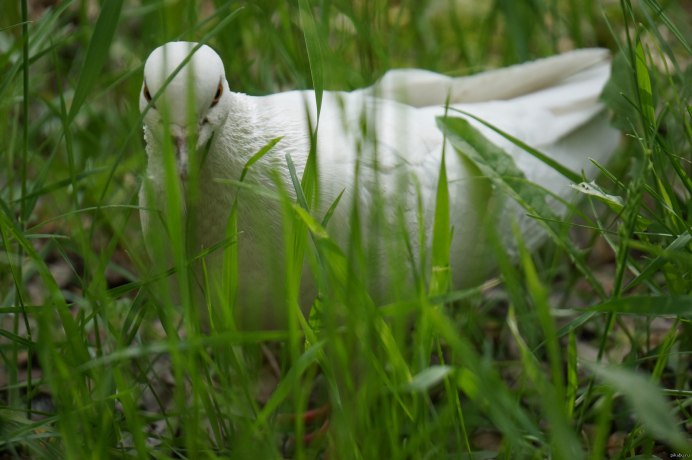 Рио для диких птиц