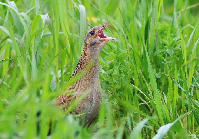 Травяная птица