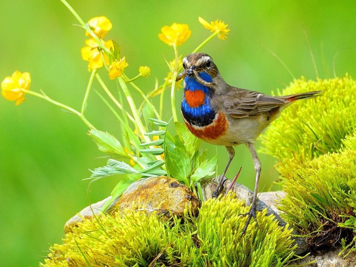 Птичка в траве