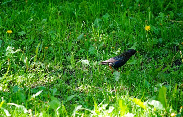 Птица в траве