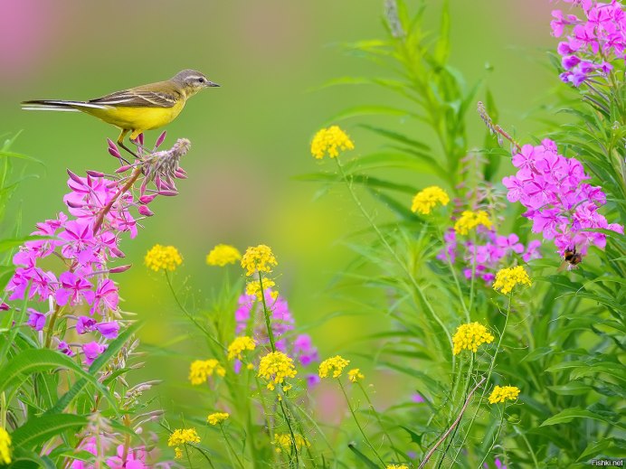 Полевые цветы и птицы