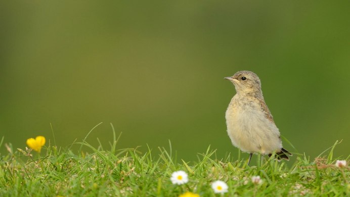Птицы едят траву