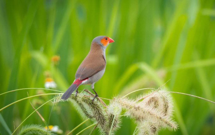Птицы которые прыгают по земле