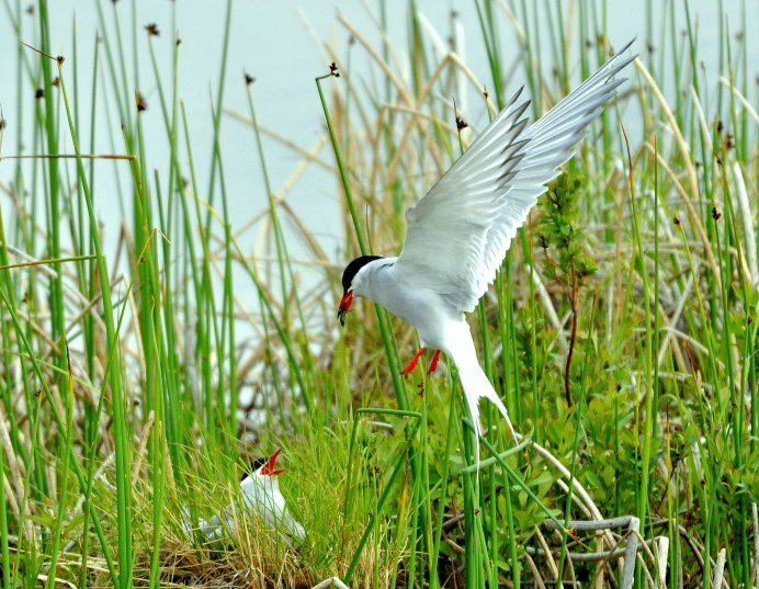 Горлица трава