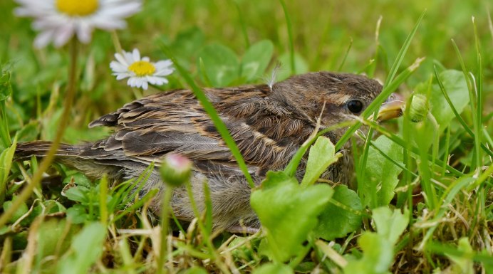 Зелёная декоративная птица из травы