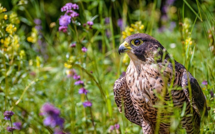 Природа птички