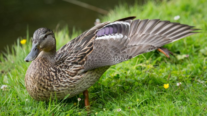 Птицы лугов и полей