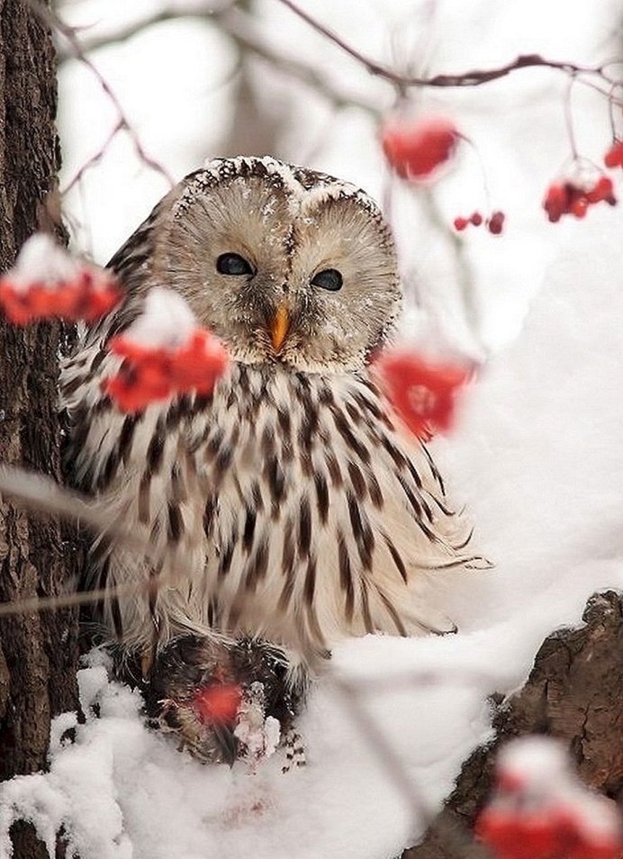 Распушилась Полярная Сова