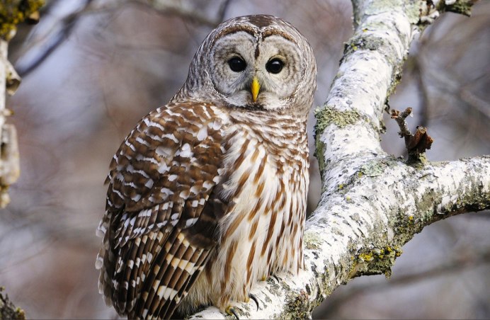 Неясыть зимующая птица