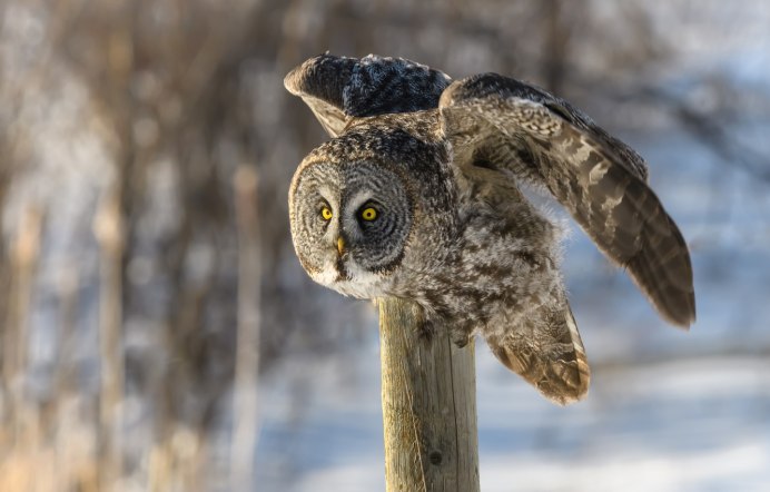 Кавказская неясыть