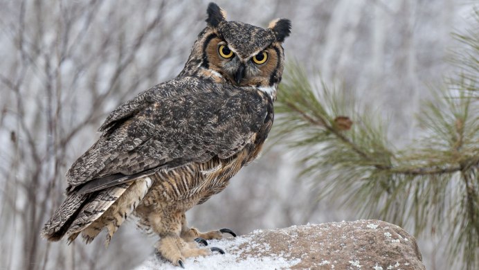 Сова зимой