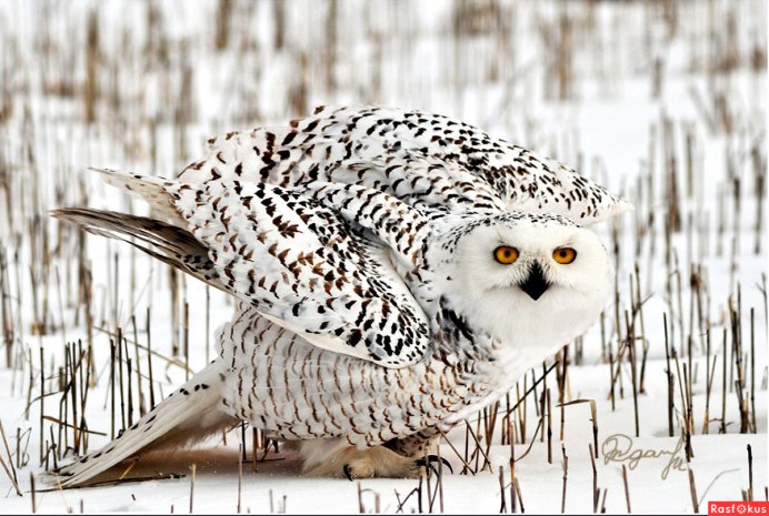 Снежная Сова