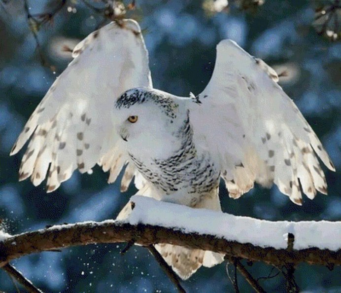 Сова зимой в лесу