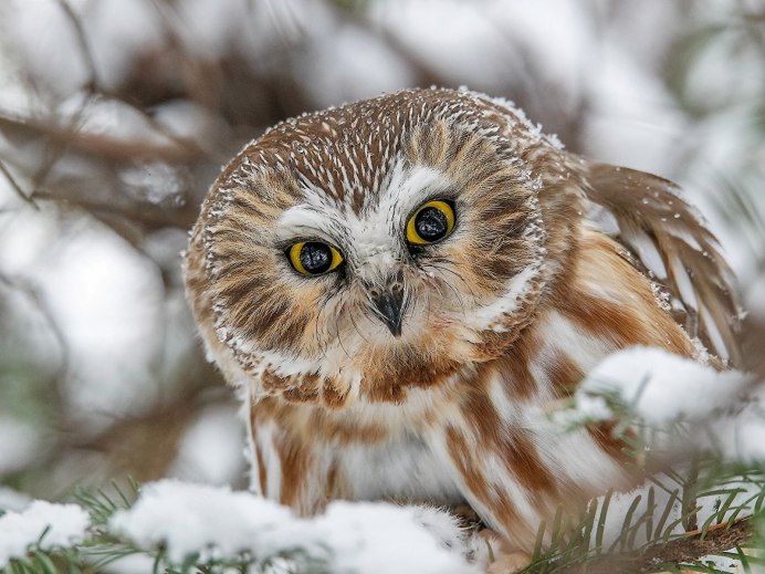 Зимовка ушастой Совы