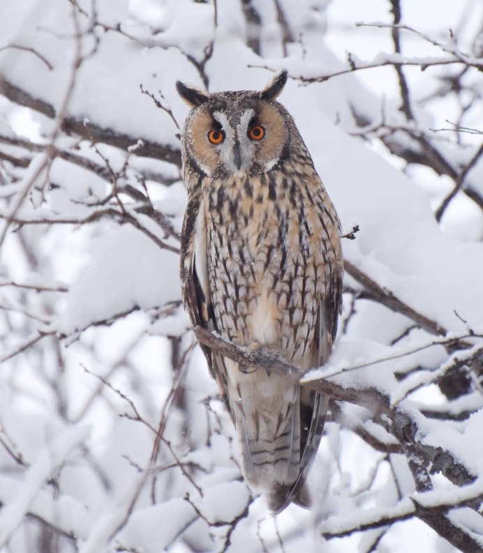 Бородатая неясыть охотится