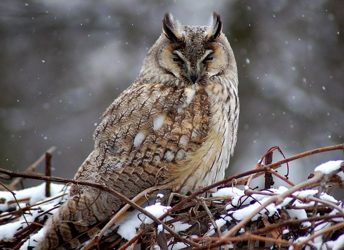 Птицы ХМАО Югры Филин