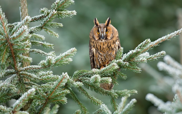 Птицы зимой