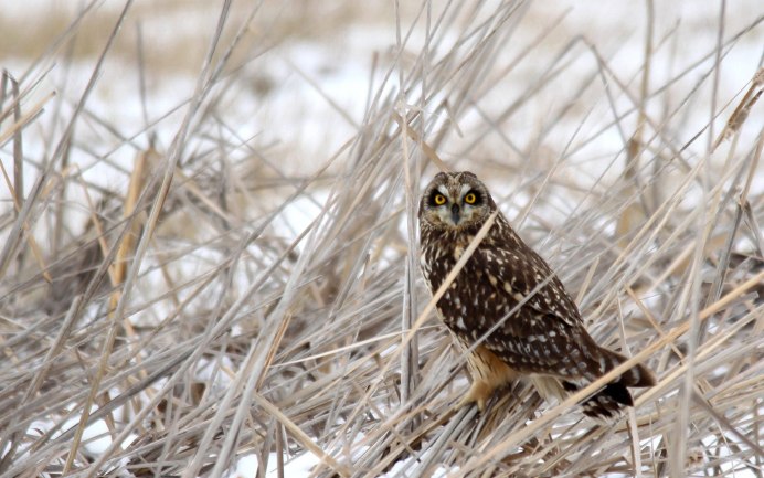 Зимняя Сова на заснеженной ветке