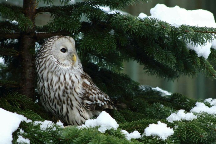 Сова Крылья зима