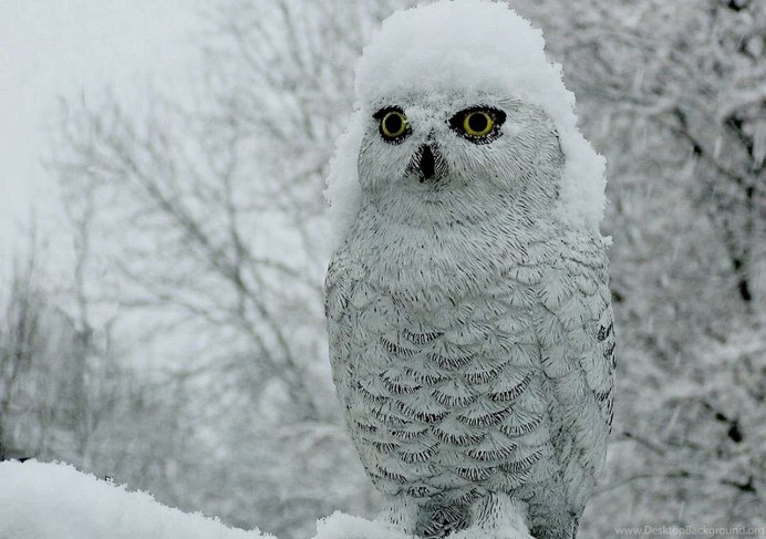 Лохматая Сова