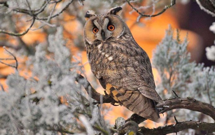 Сова зимой