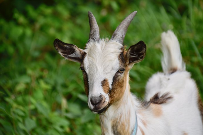 Козлик на травке