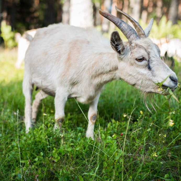 Серая козочка на травке