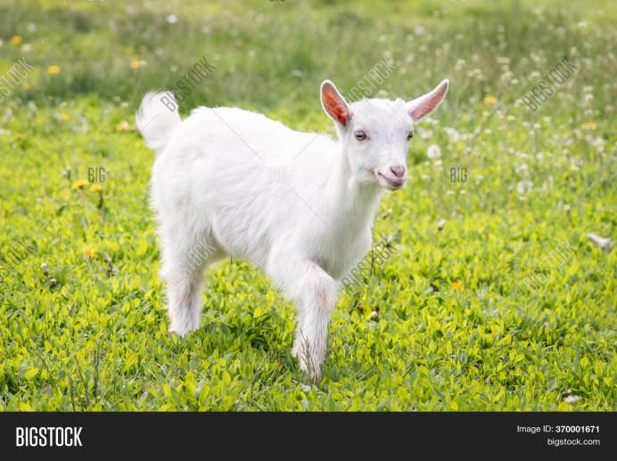 Газон козлик едет в поле