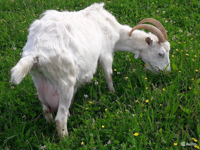 Зеленая деревянная коза