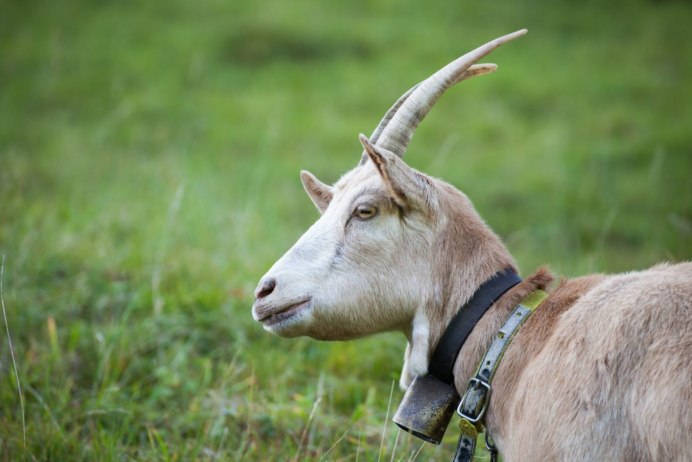 Козочка Розочка ЛПХ Гуляевых