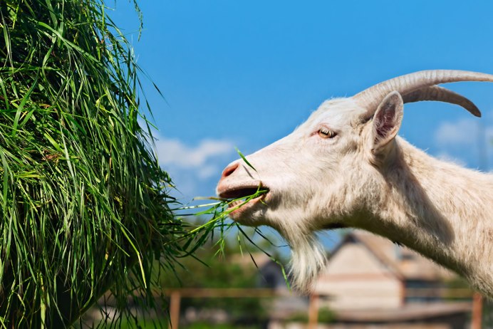 Японский козлик растение