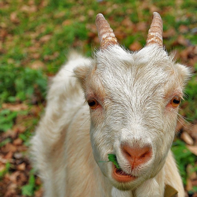 Коза Степная фото