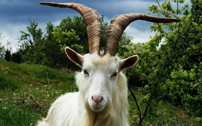 Зелёный козёл