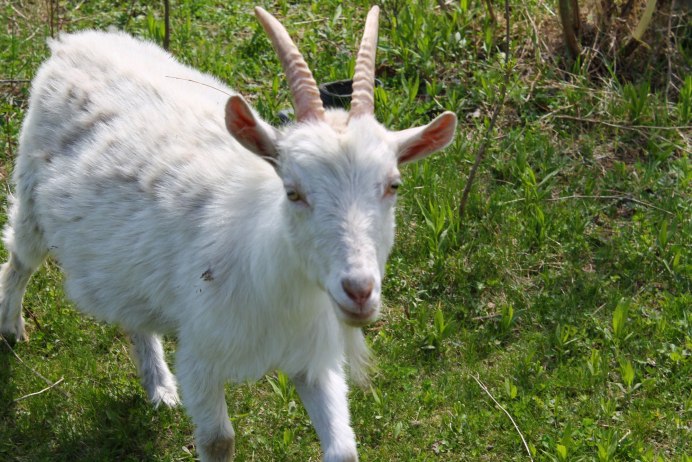 Козий язык растение