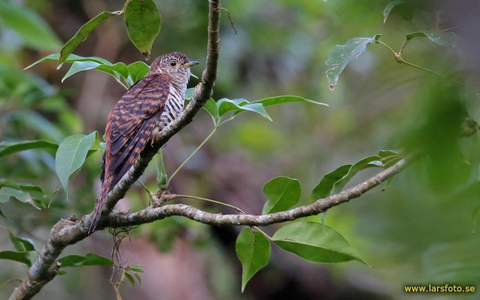 Желтоклювая Кукушка