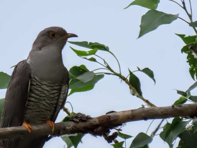 Кукушка Cuckoo