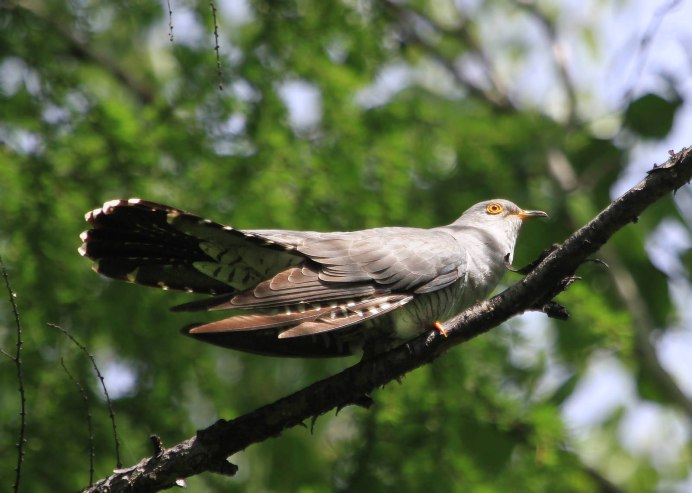 Кукушка Cuculus canorus